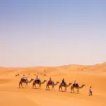 Summer Desert Safari Tips for Dubai Travelers